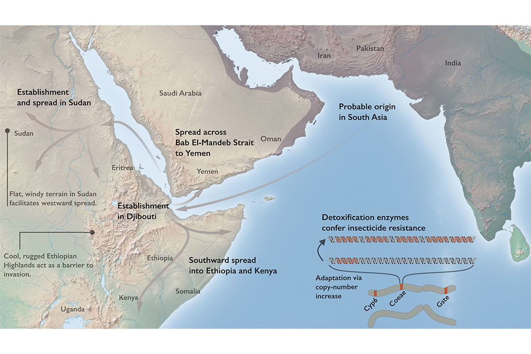 The invasion history and resistance mechanisms of An. stephensi in Africa.  Credit: Tristan Dennis, Liverpool School of Tropical Medicine / The University of Queensland