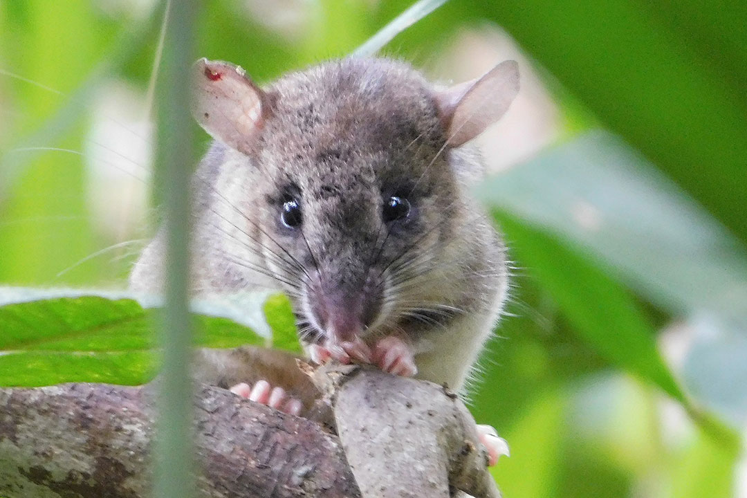 Eliurus tuft-tailed rat. Photo by Elise Paietta