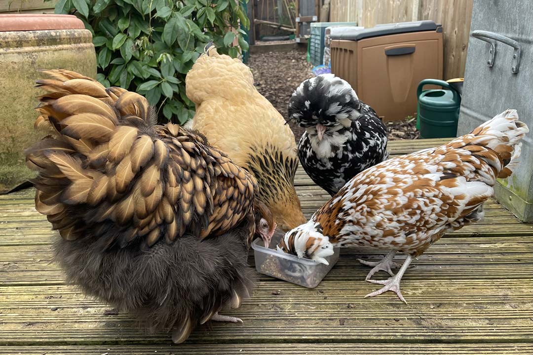 Participant's chickens in garden. Credit: CEPI