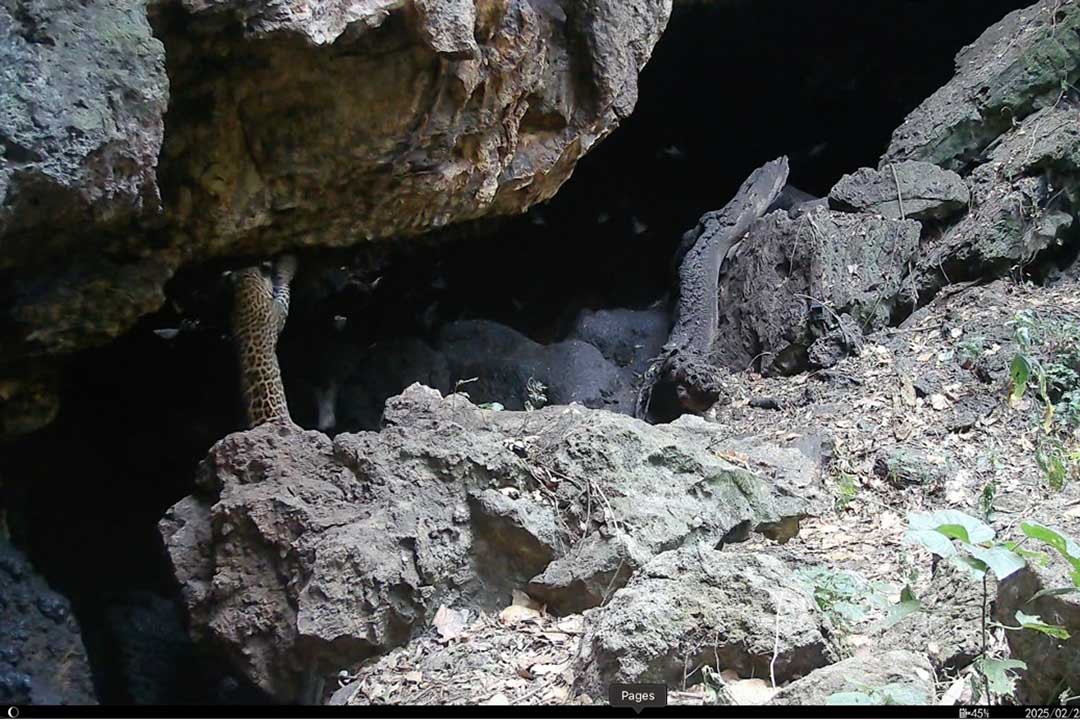 A leopard hunts in Python Cave, Western Uganda, which is known to harbour the Marburg virus. Credit: Bosco Atukwatse/Volcanoes Safaris Partnership Trust Kyambura Lion Project