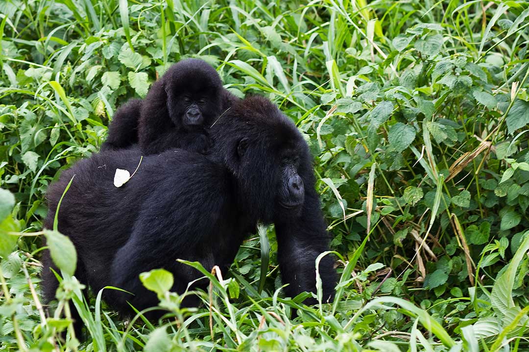 Just over 1,000 mountain gorillas remained in DRC’s Virunga National Park and Bwindi Impenetrable National Park as of 2018.  If just one of them contracted Ebola, it could “decimate the population,” with less than 20% projected to survive at 100 days post-infection. Image by Cai Tjeenk Willink via Wikimedia Commons (CC BY-SA 3.0).