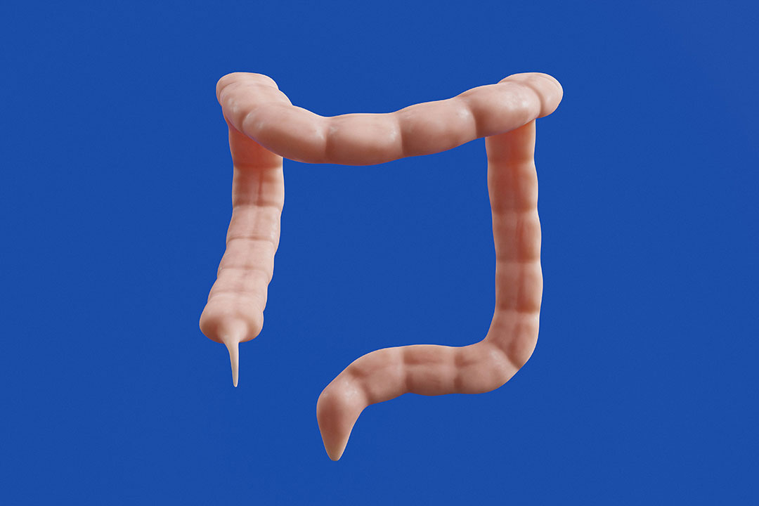 3D model of a colon. Photo by Aakash Dhage on Unsplash