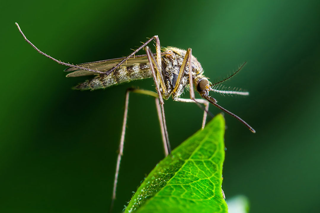 Originally from Africa, the mosquito Aedes aegypti — a major carrier of dengue and yellow fever viruses — is now widespread in many tropical regions of the globe. CREDIT: ISTOCK.COM / NECHAEV-KON