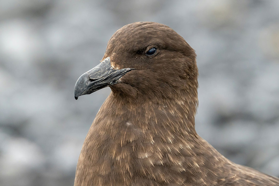 A brown skua. Photo by Bob Brewer on Unsplash