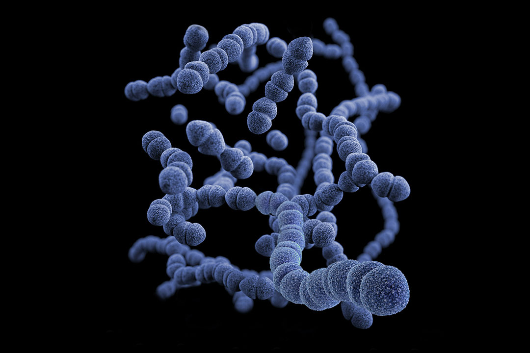 3D computer-generated image of a group of Gram-positive Streptococcus pneumoniae bacteria. Photo by CDC on Unsplash