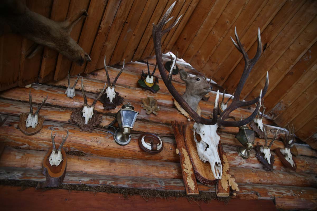 Deer horns on wooden wall. Credit: Kotkoa/Freepik