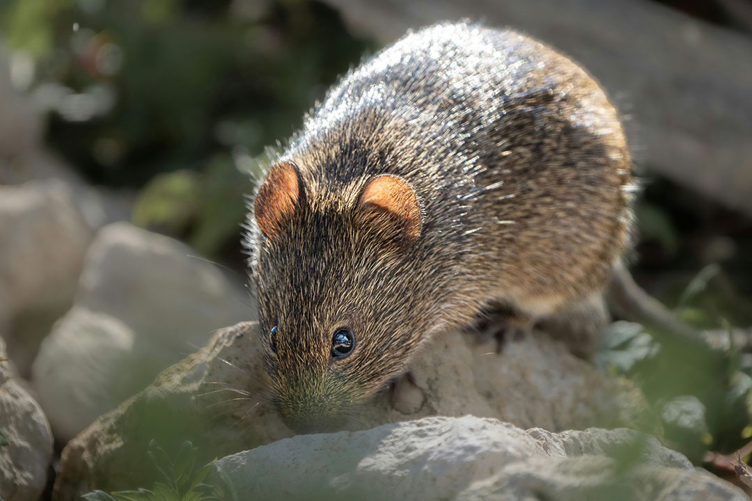 Small rodent on rocks. Photo by Dmytro Koplyk on Unsplash