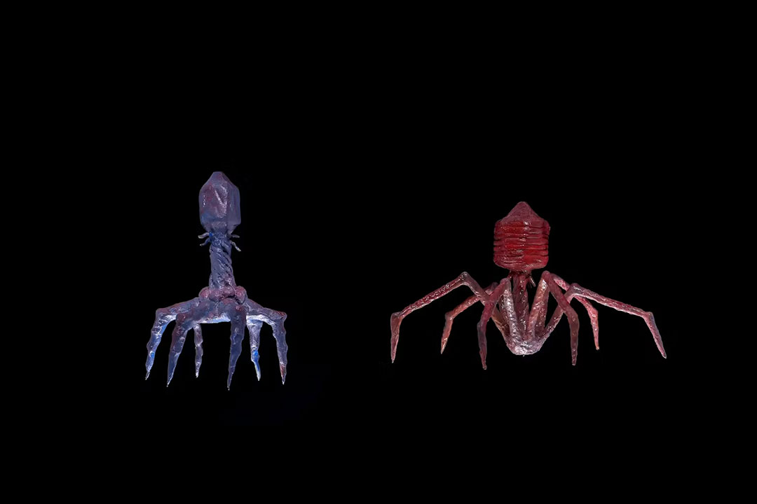 Model of bacteriophages. These are viruses that multiply inside bacteria and cause their death. In some cases they are used in the fight against bacteria instead of antibiotics. shoma81/Shutterstock