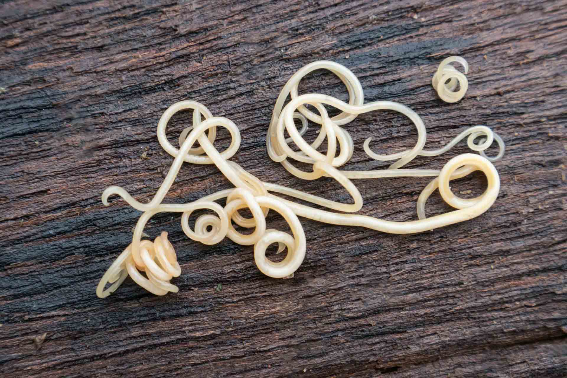 Roundworms. MRAORAOR/Shutterstock.com
