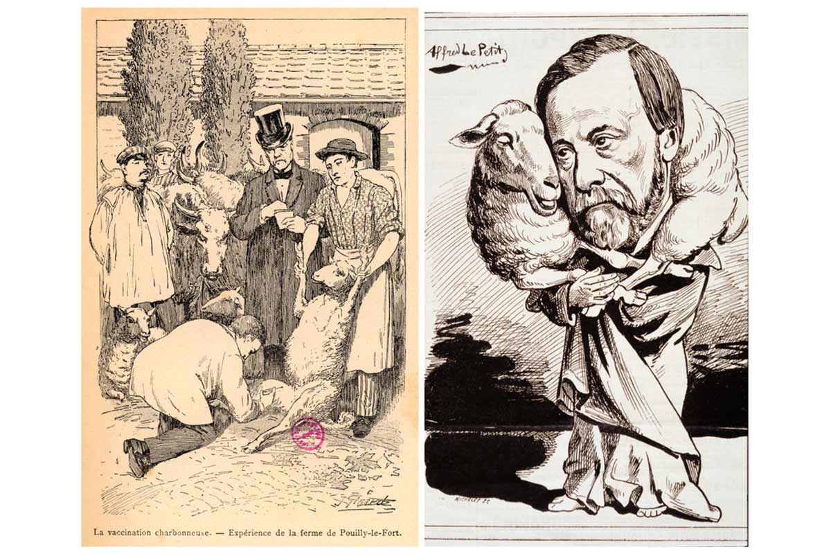 First anthrax vaccination in 1881 at Pouilly le Fort. (left) Emile Roux vaccinating sheep in the presence of Louis Pasteur. Drawing by J Girard, 1887. ©Institut Pasteur/Musée Pasteur. (right) Drawing by Alfred Le Petit in Le Charivari, 27 April 1882.