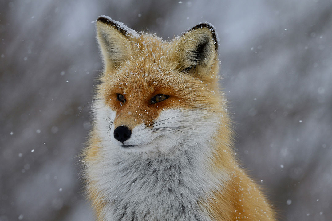 Close up of a fox sitting in snow. Photo by Freezer on Unsplash