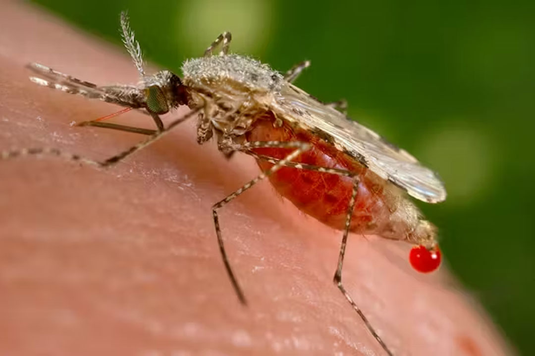 Malaria is transmitted to people by mosquitoes infected with a parasite from the Plasmodium family. Jim Gathany via CDC/Dr. William Collins