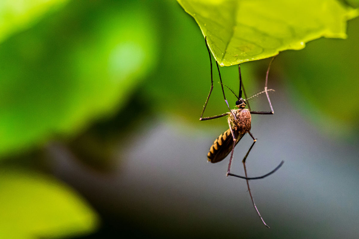 Macro of a Mosquito on a leaf. Credit: Sayed Ali/Unsplash
