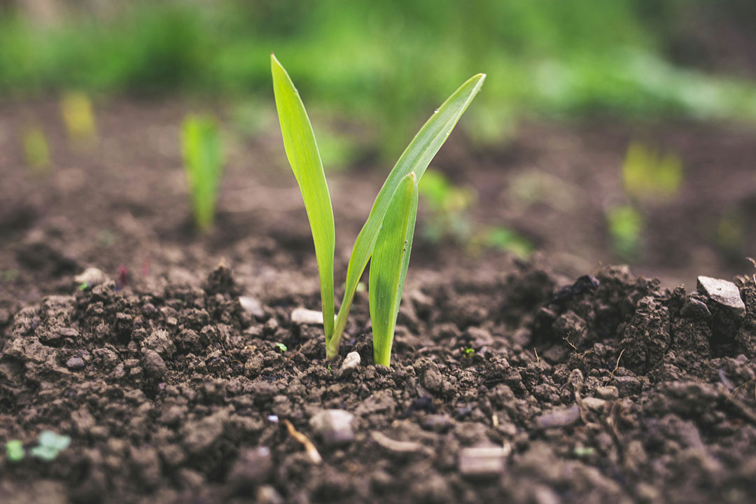 Soil. Photo by Roman Synkevych on Unsplash