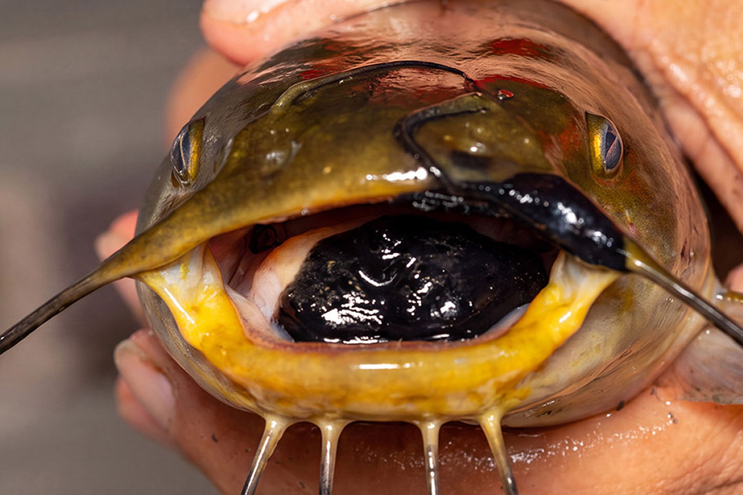 Infectious melanoma cells can grow anywhere on a bullhead catfish’s body, including in the mouth. CREDIT: JOSHUA BROWN, UVM