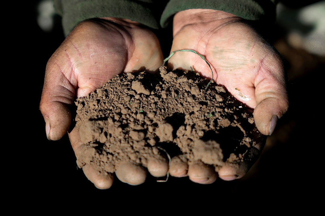 A soil sample. In Kerala, India, a new microbiome research hub aims to identify key soil microbes for sustainable solutions to health and environmental challenges. Copyright: Victor Dueñas Teixeira on Unsplash
