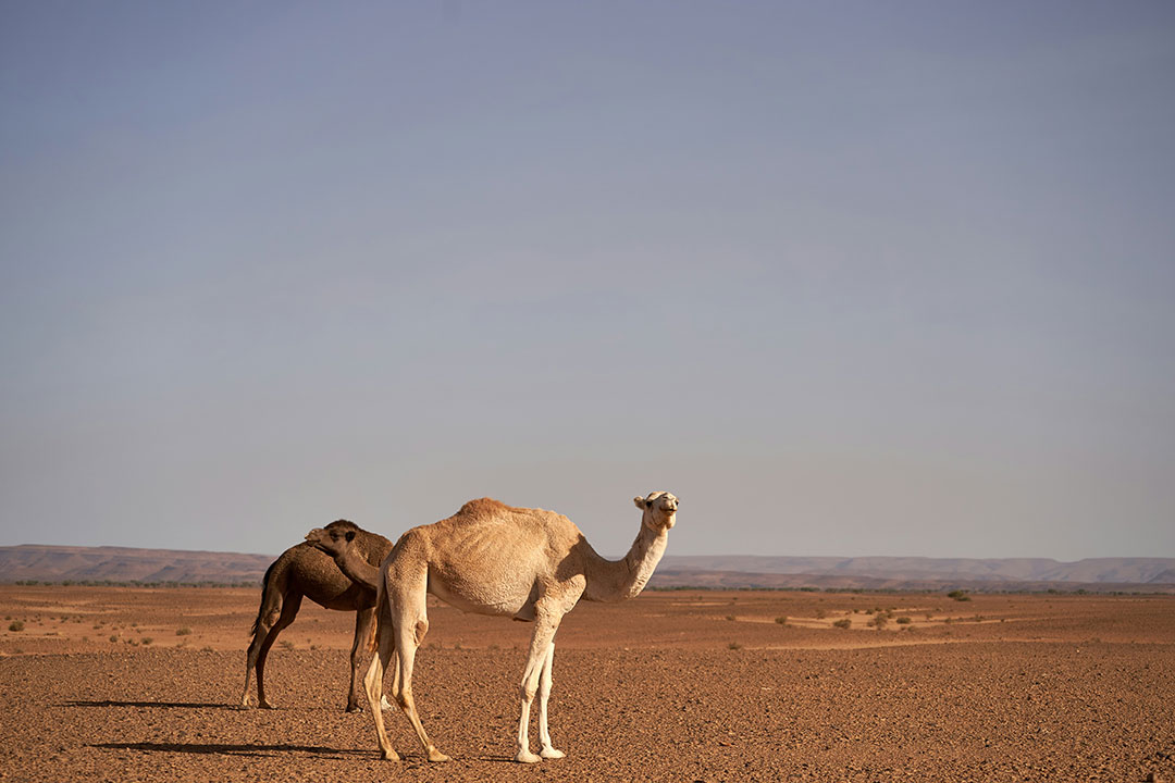 Two camels standing in the desert. Photo by Wolfgang Hasselmann on Unsplash